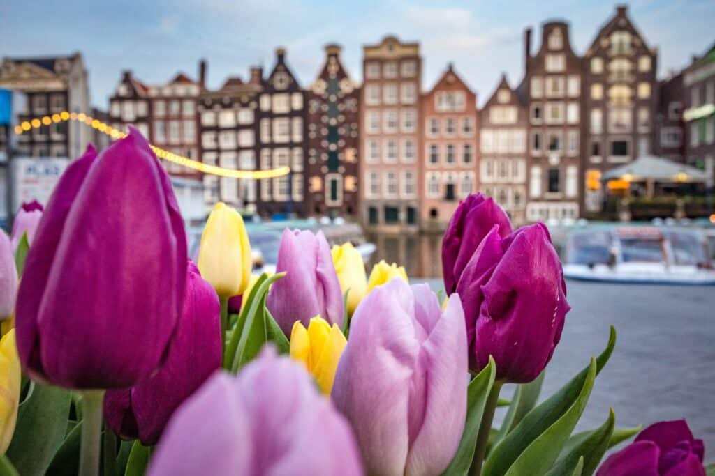 We're opening an office in the Netherlands! Picture of Amsterdam and tulips